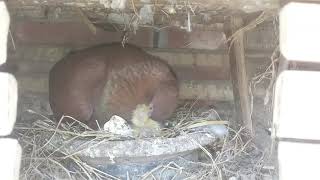 Day to Day Pigeon Growth 42 days Progress! Part-1