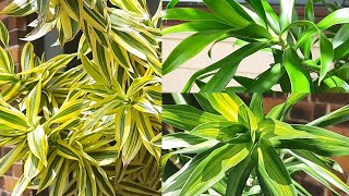 Dracaena Reflexa Plant Care and Propagation  Best Indoor Plant