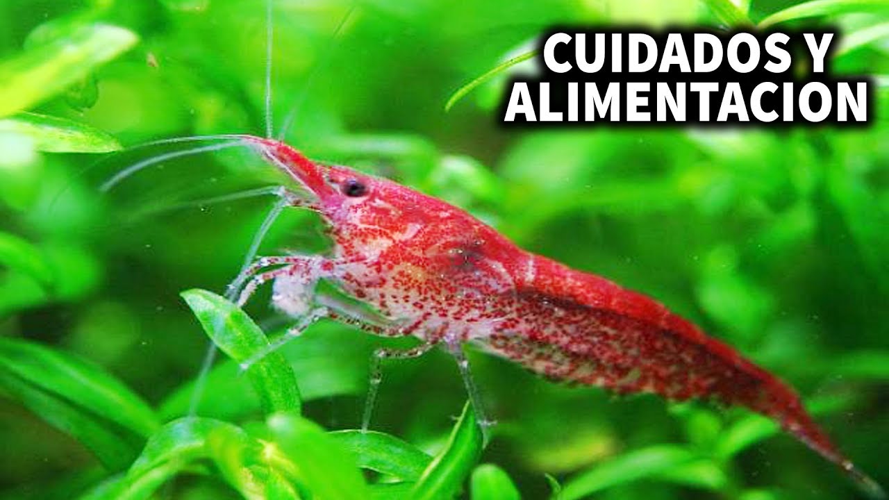 GAMBA RED CHERRY CUIDADOS Y ALIMENTACIÓN DE LA GAMBA RED CHERRY | AcuariosLP - YouTube