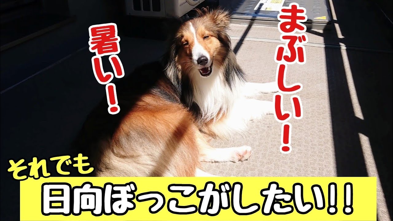 暑くても眩しくても ベランダで日向ぼっこをしたがる犬 シェルティ Sheltie Basks In The Sun On The Hot Day Youtube