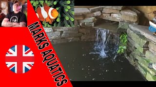 clownfish babies and koi pond