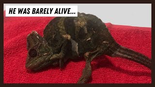 Johannes - Rescuing a Very Sick Veiled Chameleon