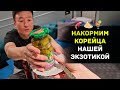 Самая обычная еда - экзотика для иностранца