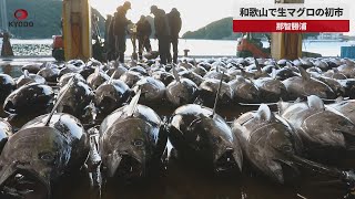 【速報】和歌山で生マグロの初市 那智勝浦