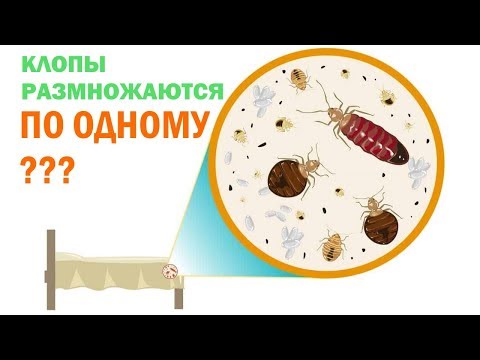 Как размножаются постельные клопы