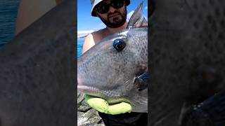 Download Lagu FVF® - Fuerteventura Fishing. ZOOM ON GREY AND BLU LIVERY #fuerteventura #fishing #shorts #video MP3