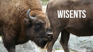 Mating Season | Wisent (European bison)