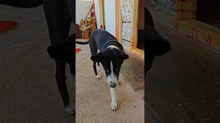 dog reviews food with girlfriend, asmr dog reviewing different types of food, #doglove #viral #dog🐕