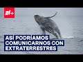 Humanos platican con ballena por primera vez en la historia - N+