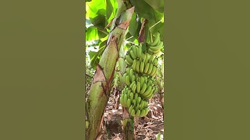 Chuối xuất khẩu