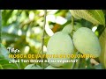 Mosca de la Fruta en Colombia: ¿Qué Tan Grave es su Impacto? - TvAgro por Juan Gonzalo Angel