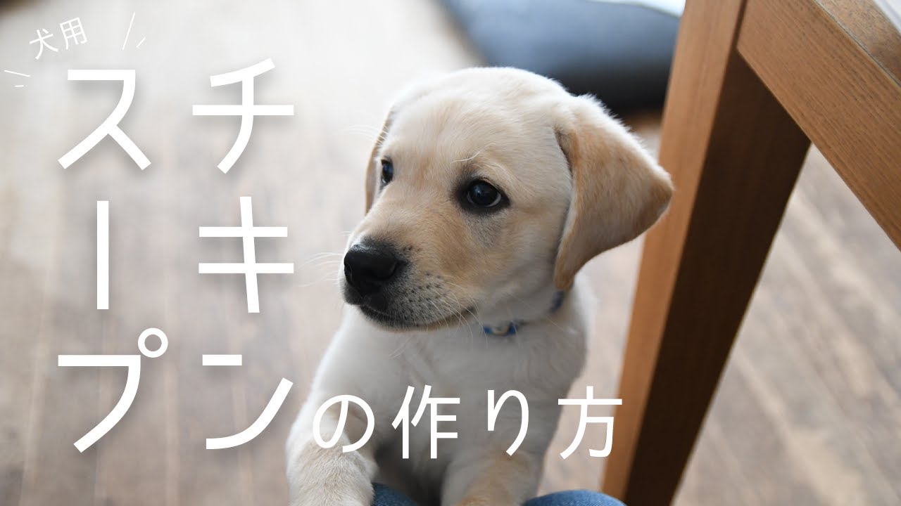 手羽元で作る犬用チキンスープ | 盲導犬パピー：ケイン