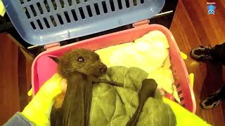 Assessing a newly rescued flying-fox:  this is Mr Burton