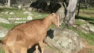 Prudence is back! by AnimalPlace 396 views 2 years ago 29 seconds