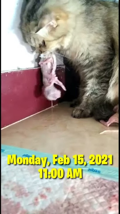 DETIK-DETIK KUCING PERSIA MELAHIRKAN | SNOPA GIBSON GIVES BIRTH