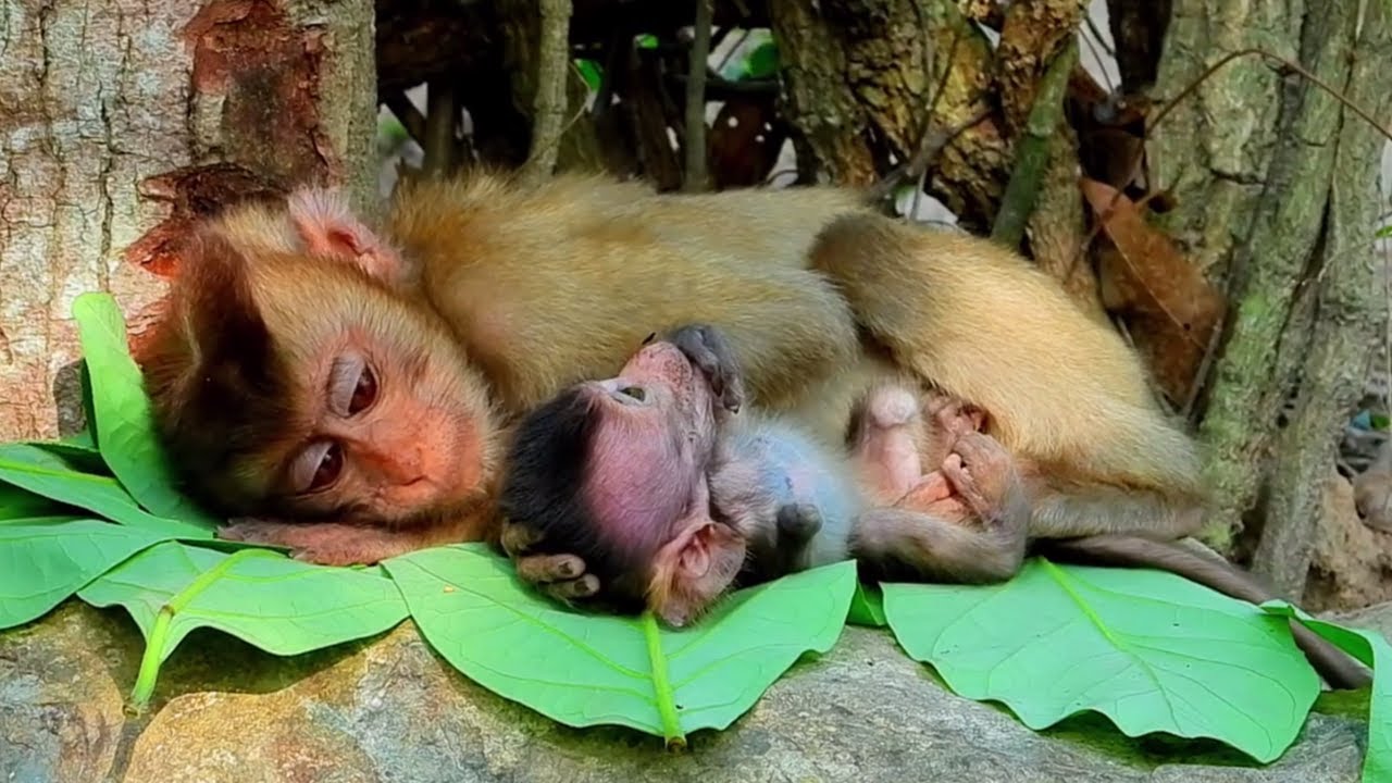 This little monkey was born with one arm, and his older brother saved him.