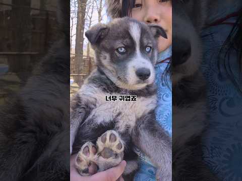몽골에서는 강아지가 직접 길 안내해줌!🐕🐕 thumbnail