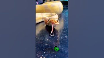 Banana leopard #ballpython ! #molinarosnakelab #diy #reptiles #python #royalpython #shorts #snakes