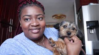 6 Month Puppy Update | (Chorkie) Crate training, Food problems, Teething etc.