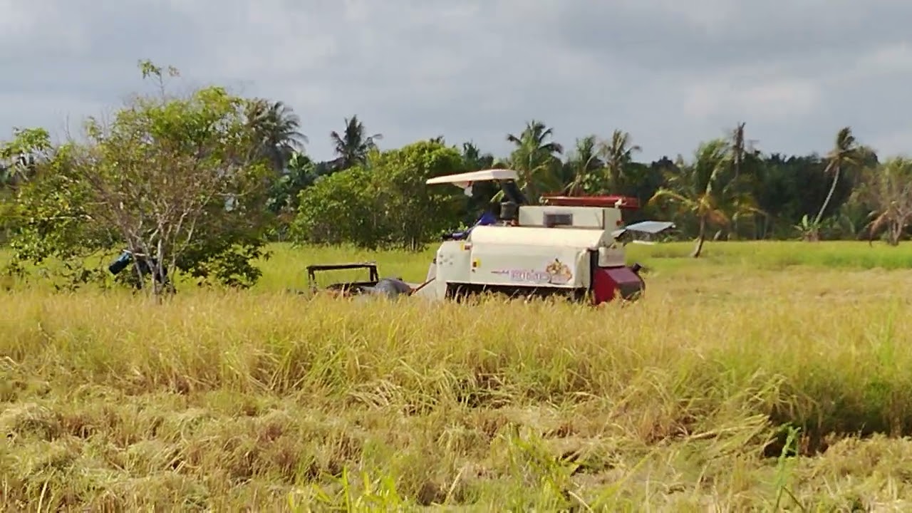 Maaf ya, JOHNSON SEDANG PANEN: Belum bisa ke mlbb😂😂😂