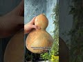 Это бутылочная тыква - лагенария