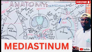 Mediastinum Anatomy Simplified: Key Structures & Functions Explained