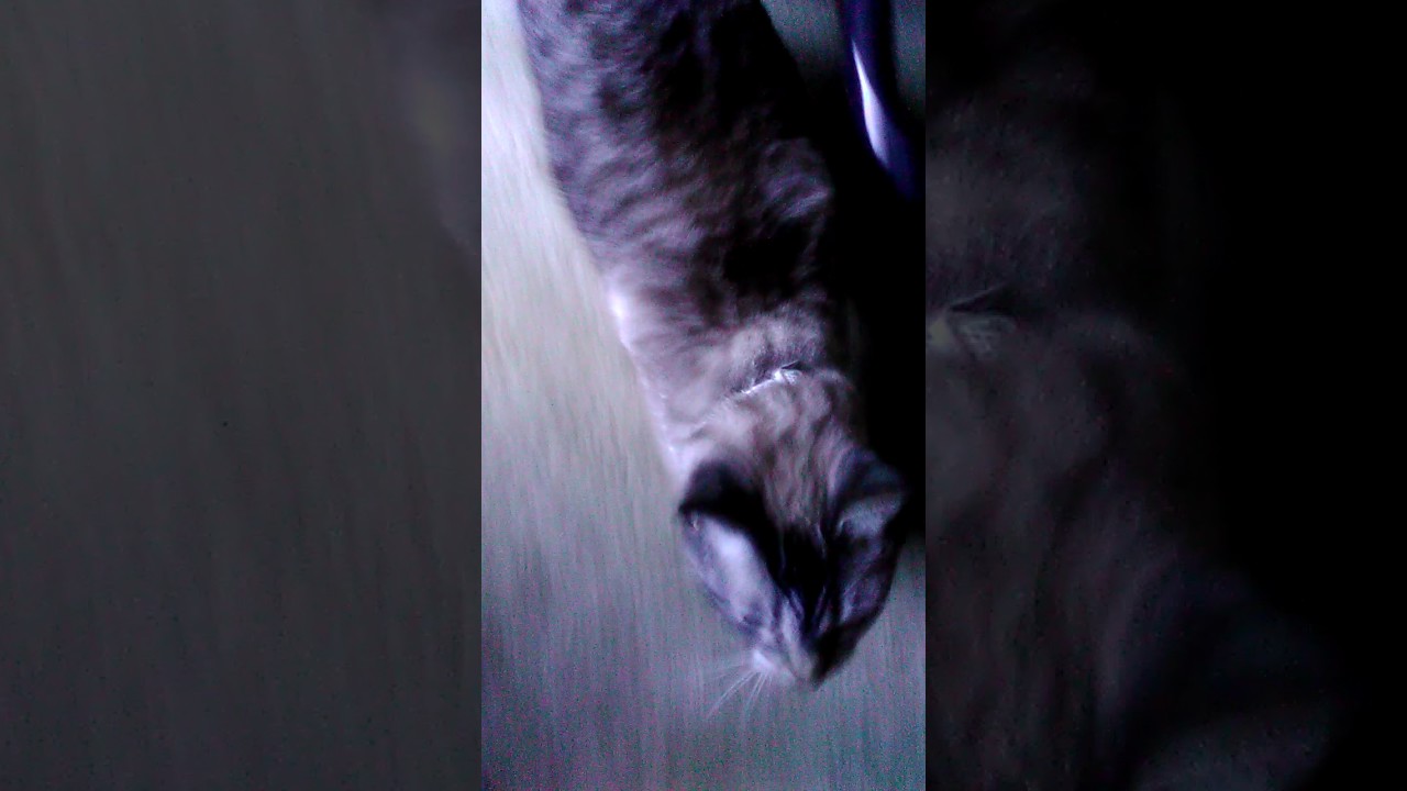 Bearded dragon "nikkoli"