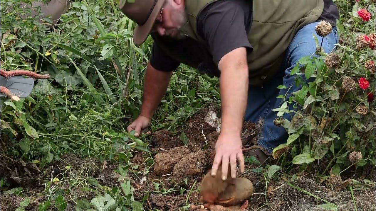 Unearthing Hidden Treasures: A Surprising Garden Discovery - YouTube