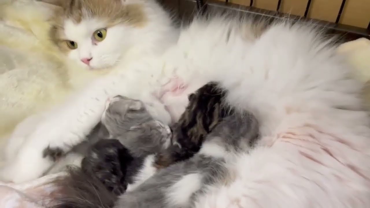 サイベリアン×スコティッシュの赤ちゃんが生まれました♡