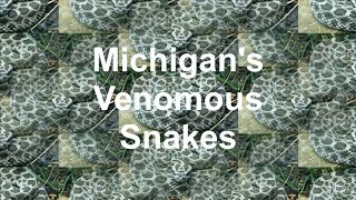 Michigan's Venomous Snakes