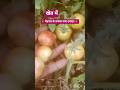 खेत में मेहनत से उगाया गया टमाटर 🍅#tomato 🍅 production #organic #short