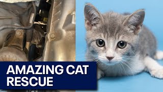 Kitten rescued from inside a car's engine looking for a home
