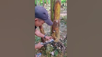 Đốn hạ toàn bộ cây chuối