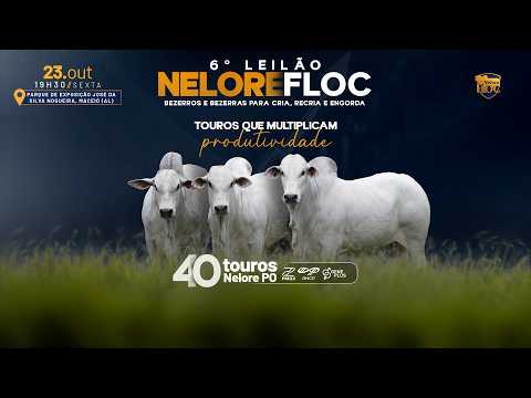LOTE 42