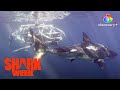 Inside the Cage | MechaShark: Love Down Under | discovery+