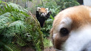 Red Panda Pabu Ambushes Pounces On Mom