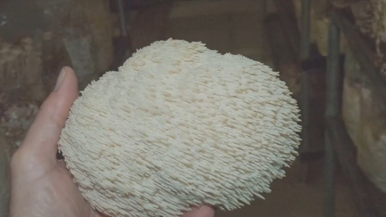 Australian scientists discover an edible mushroom capable of nerve growth