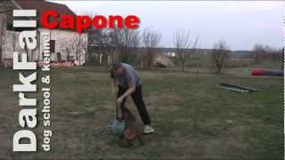 Capone DarkFall - bitework training (5,5 months)
