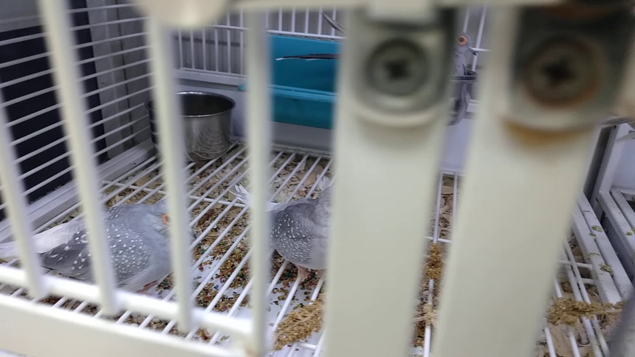 Doves at Pet Expo in Mankato, Minnesota YouTube