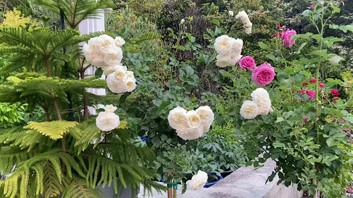 #7 Tranquillity David Austin Rose(3 months old fro...