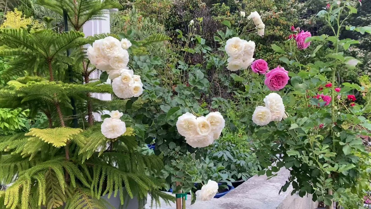 #7 Tranquillity David Austin Rose(3 months old from bare root)