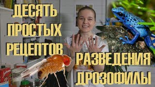 10 рецептов субстрата для разведения дрозофилы!