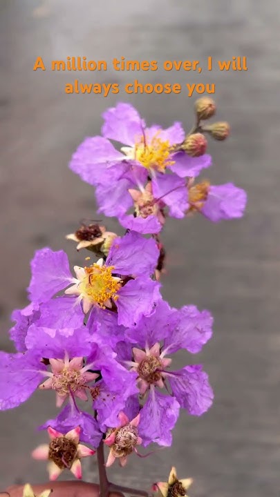 a-million-times-over-i-will-always-choose-you-shortsvideo-flowers