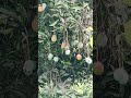 mango garden 1055 #mango #fruitrees #food #fruit