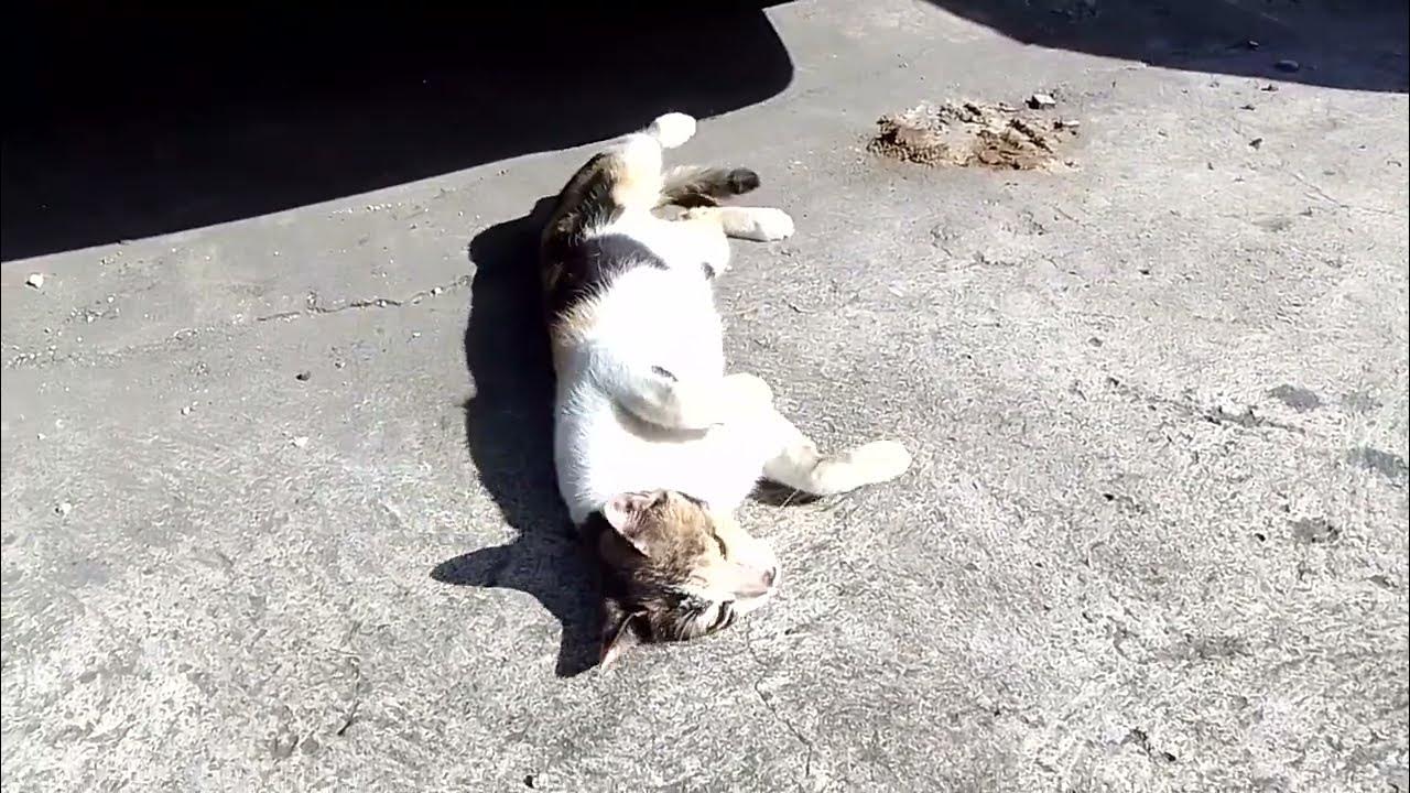 instead-of-meowing-cute-cat-excitedly-shows-his-talent-happycats