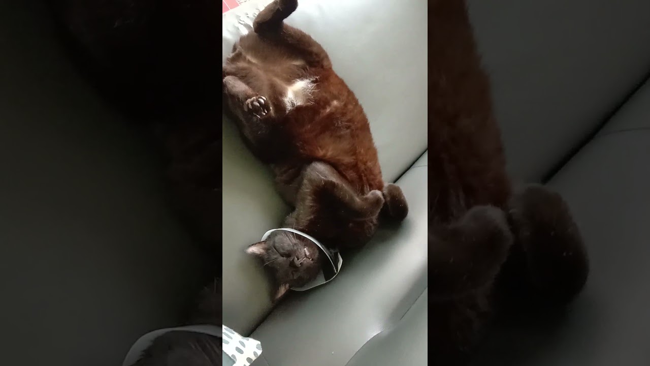 InThe Maze Of Her Imagination