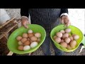 Haydi Yumurta Toplamaya!!! (Australorp Yumurtası)