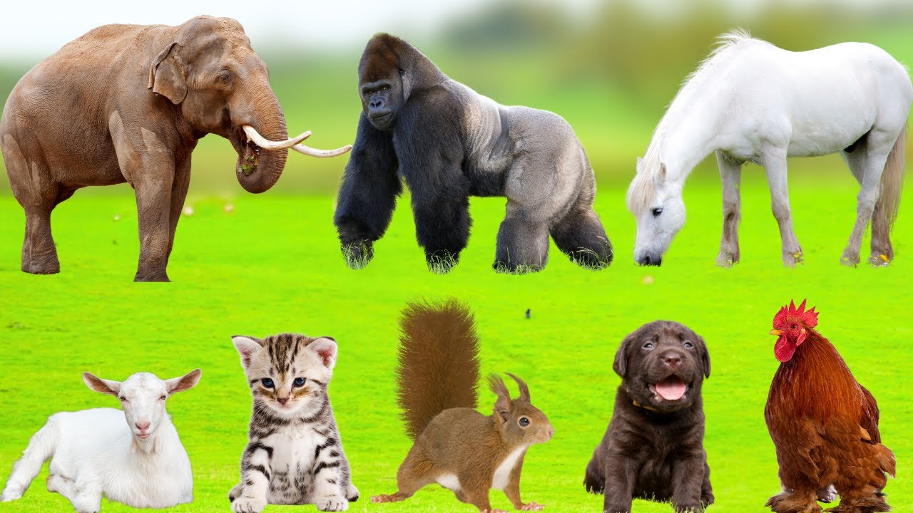 ⁣Farm Animals Life : Dog, Cow, Cat, Chicken, Sheep, Goat, Rabbit, Squirrel - Farm Animal Sounds