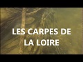 les carpe de la Loire