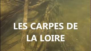 les carpe de la Loire